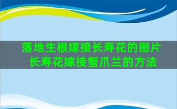 落地生根嫁接长寿花的图片 长寿花嫁接蟹爪兰的方法